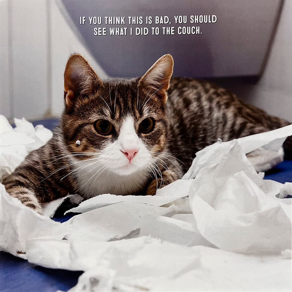 Humorous wall calendar image showing a mischievous tabby cat nestled amidst shredded toilet paper, with the caption 'If you think this is bad, you should see what I did to the couch.'