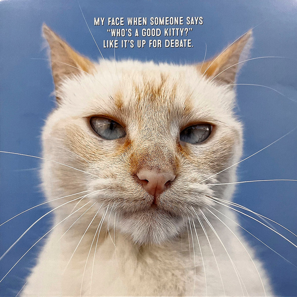 Close-up of a serious-looking white flame point cat with blue eyes, featured in a funny cat calendar. Caption reads: 'My face when someone says 'Who's a good kitty?' like it's up for debate.'