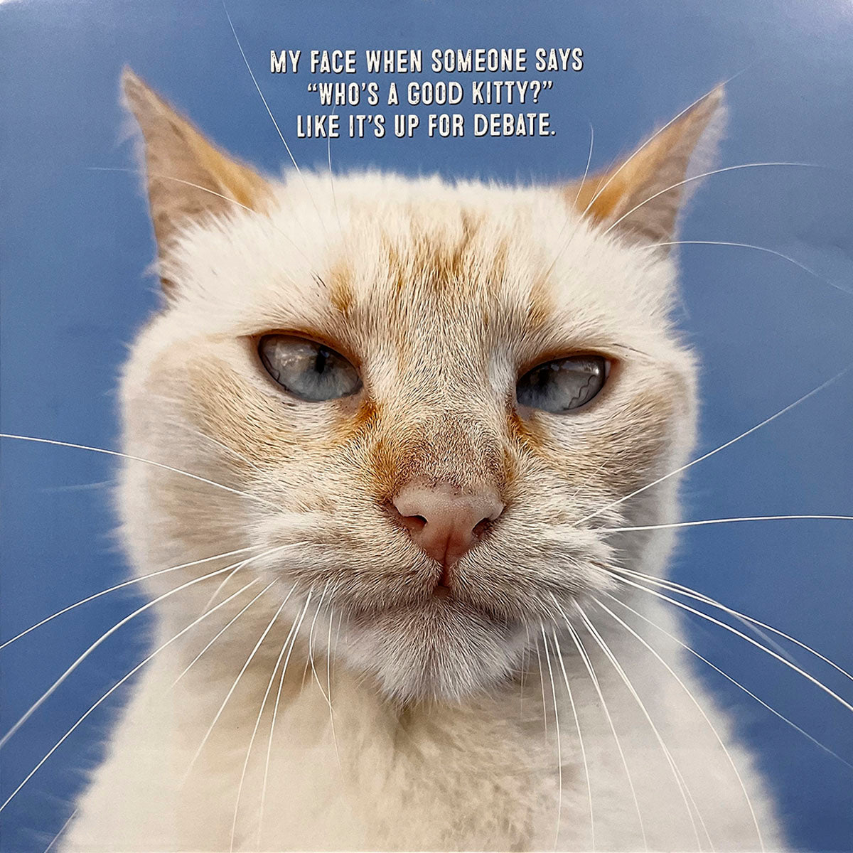 Close-up of a serious-looking white flame point cat with blue eyes, featured in a funny cat calendar. Caption reads: 'My face when someone says 'Who's a good kitty?' like it's up for debate.'