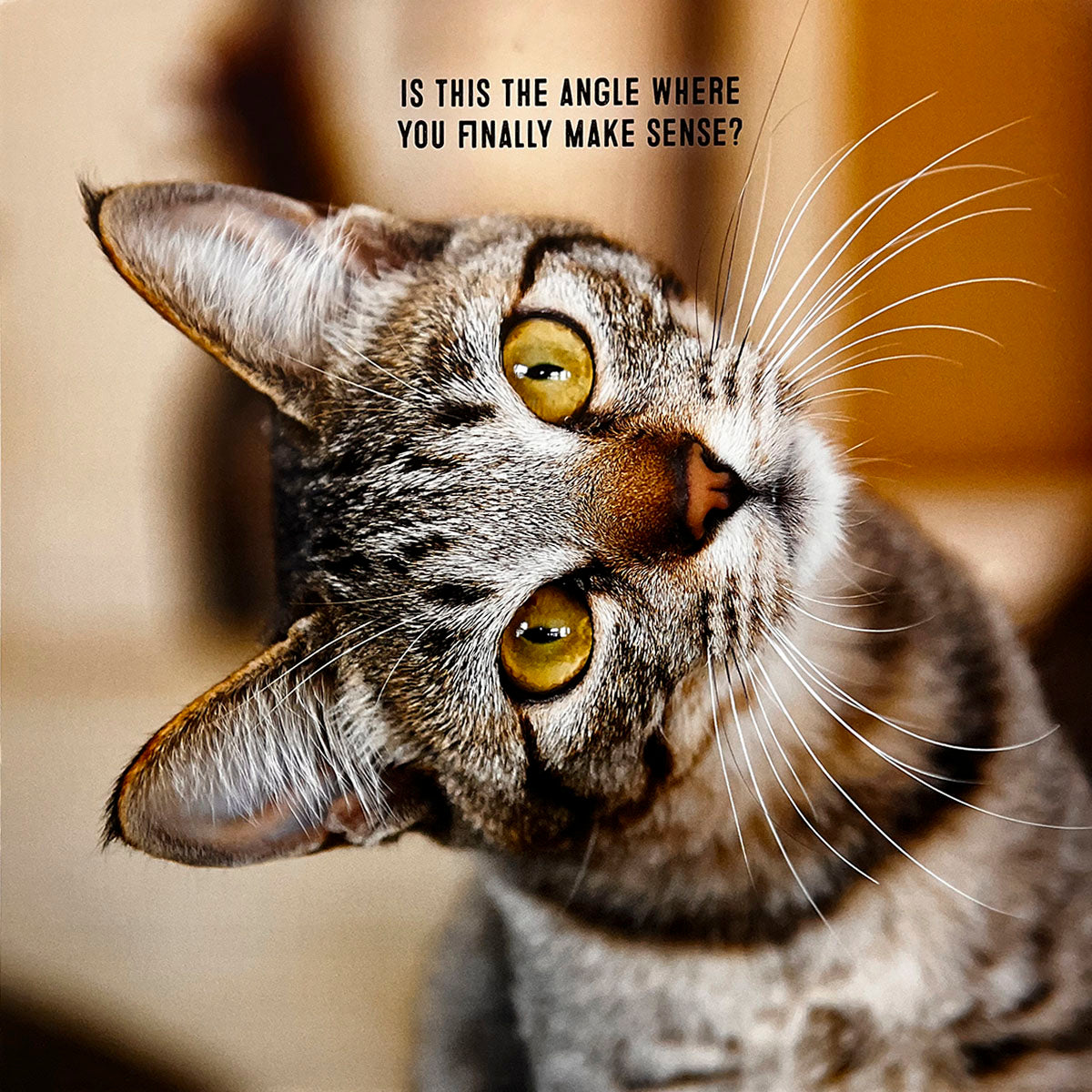 Clever cat calendar image showing a tabby cat with bright yellow eyes tilting its head in confusion, accompanied by the caption 'Is this the angle where you finally make sense?'