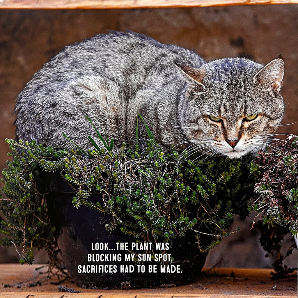 Amusing cat calendar photo of a grey tabby cat perched inside a potted plant, looking displeased. The caption states: 'Look... the plant was blocking my sun spot, sacrifices had to be made.'