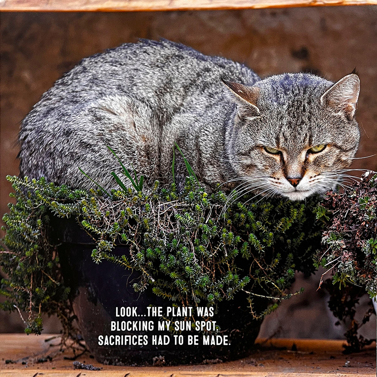 Amusing cat calendar photo of a grey tabby cat perched inside a potted plant, looking displeased. The caption states: 'Look... the plant was blocking my sun spot, sacrifices had to be made.'