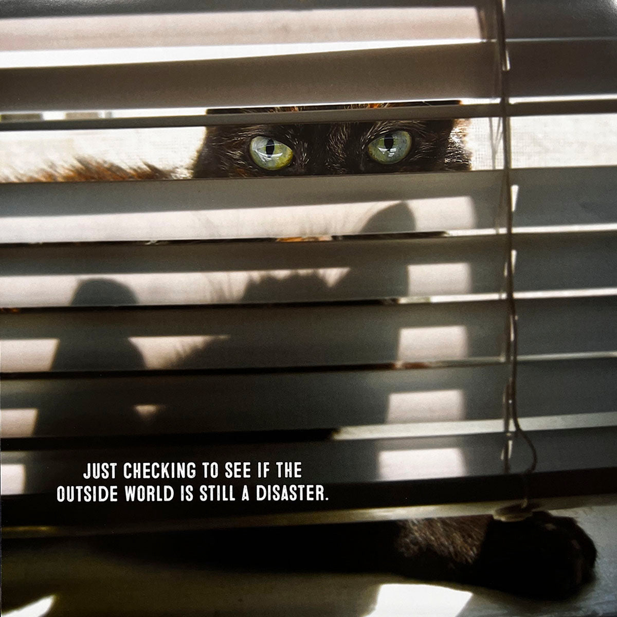Relatable cat calendar image showing a black cat's bright green eyes peeking through venetian blinds. The humorous caption reads: 'Just checking to see if the outside world is still a disaster.'