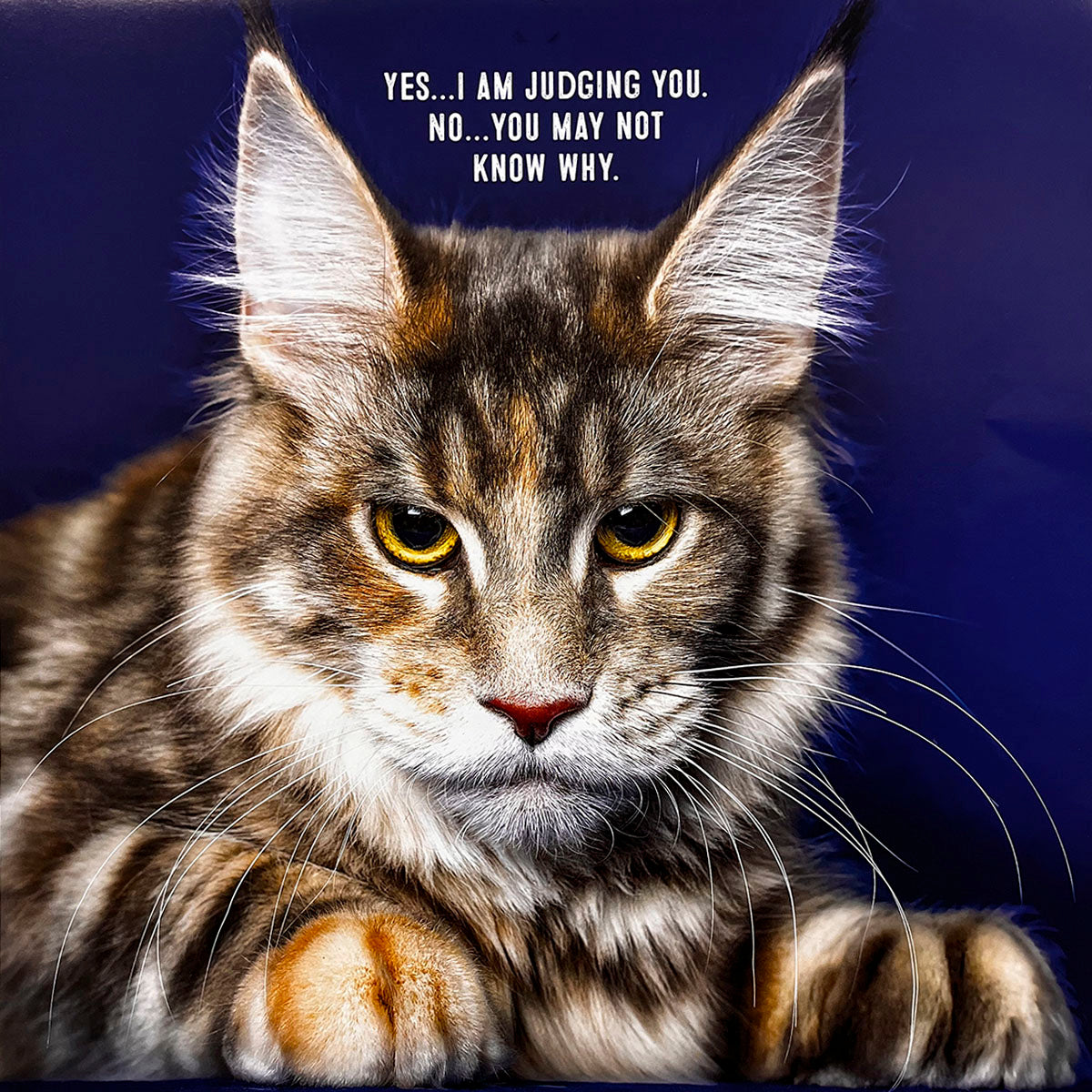 Sassy Maine Coon cat with piercing yellow eyes staring directly at the camera, featured in a funny cat calendar. Caption: 'Yes... I am judging you. No... you may not know why.'