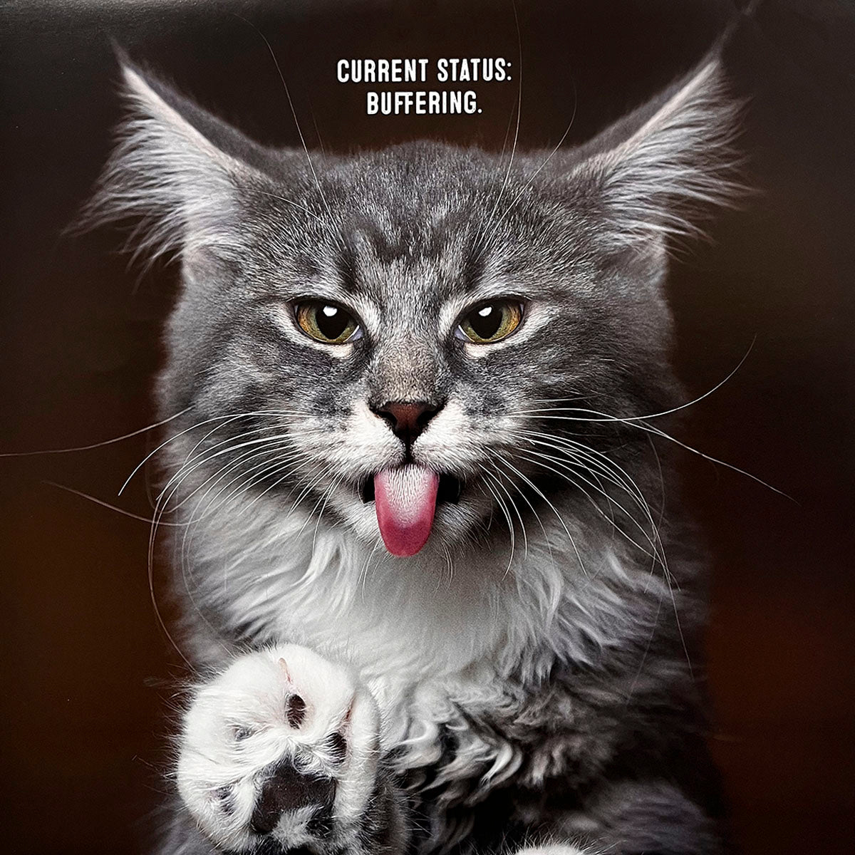 Comical cat calendar image of a grey tabby cat with its tongue sticking out and one paw raised, looking dazed. Caption: 'Current status: buffering.'