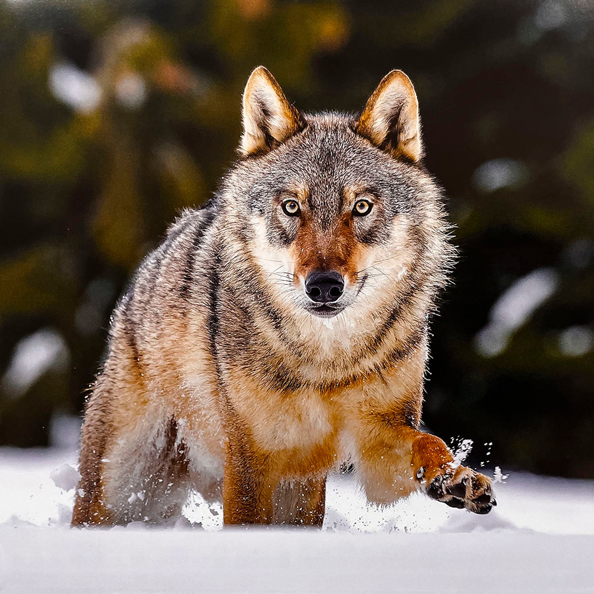 Dynamic shot of a powerful grey wolf gracefully stepping through fresh white snow, its piercing yellow eyes fixed forward. Ideal for wildlife calendar.