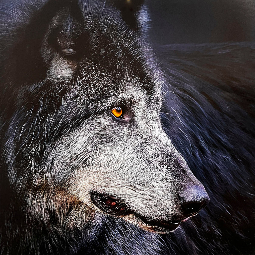 Striking profile view of a dark-furred wolf with distinguished grey markings and brilliant orange eyes, set against a dark background, highlighting its wild beauty.