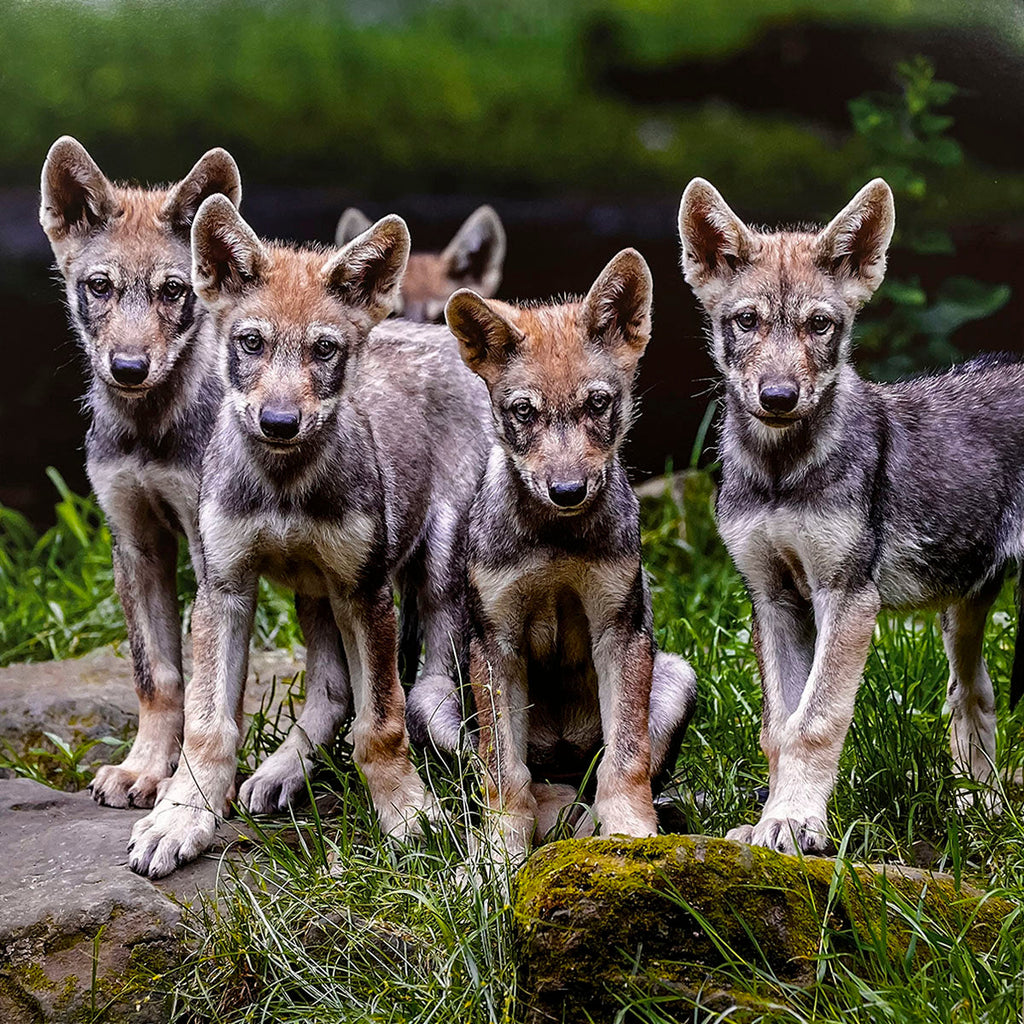 Adorable group of four wolf pups, displaying their playful nature, standing on mossy rocks amidst green foliage. A cute addition to any wolf calendar.
