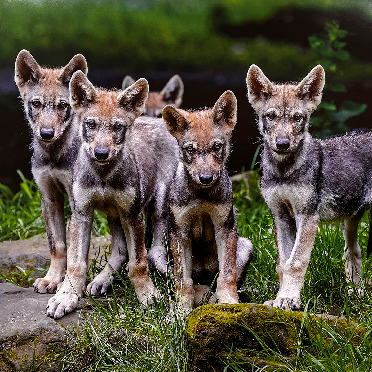 Adorable group of four wolf pups, displaying their playful nature, standing on mossy rocks amidst green foliage. A cute addition to any wolf calendar.