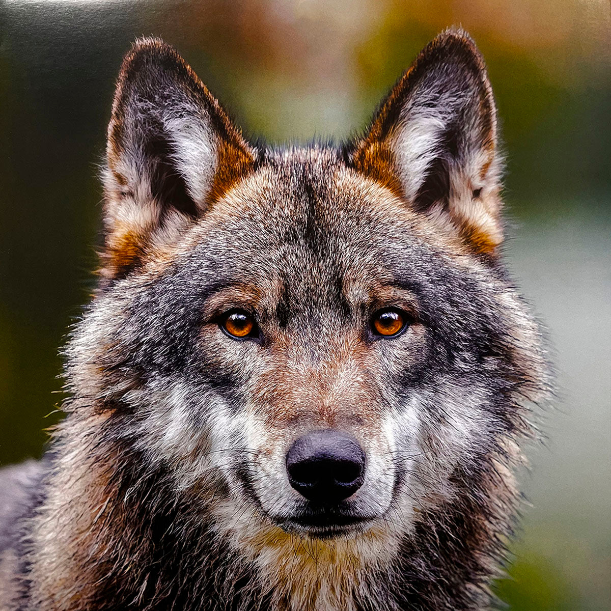 Intimate close-up of a wild wolf's face, showcasing its intricate fur patterns, alert ears, and captivating deep amber eyes. A stunning image for a nature calendar.