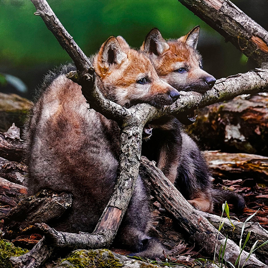 Two charming wolf pups nestled together among fallen tree branches and leaves, exhibiting their tender bond. Captivating image for animal lovers.