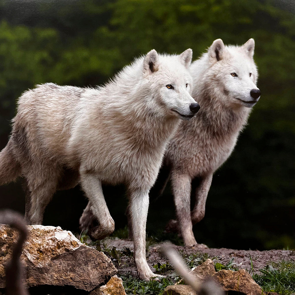 Pair of elegant white arctic wolves walking purposefully on a natural, rocky terrain with green grass, embodying grace and wilderness.