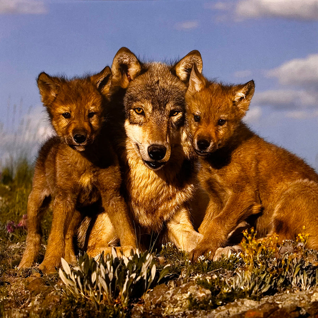 Heartwarming scene of an adult wolf proudly sitting with two young wolf pups, creating a touching family portrait in a natural outdoor setting.