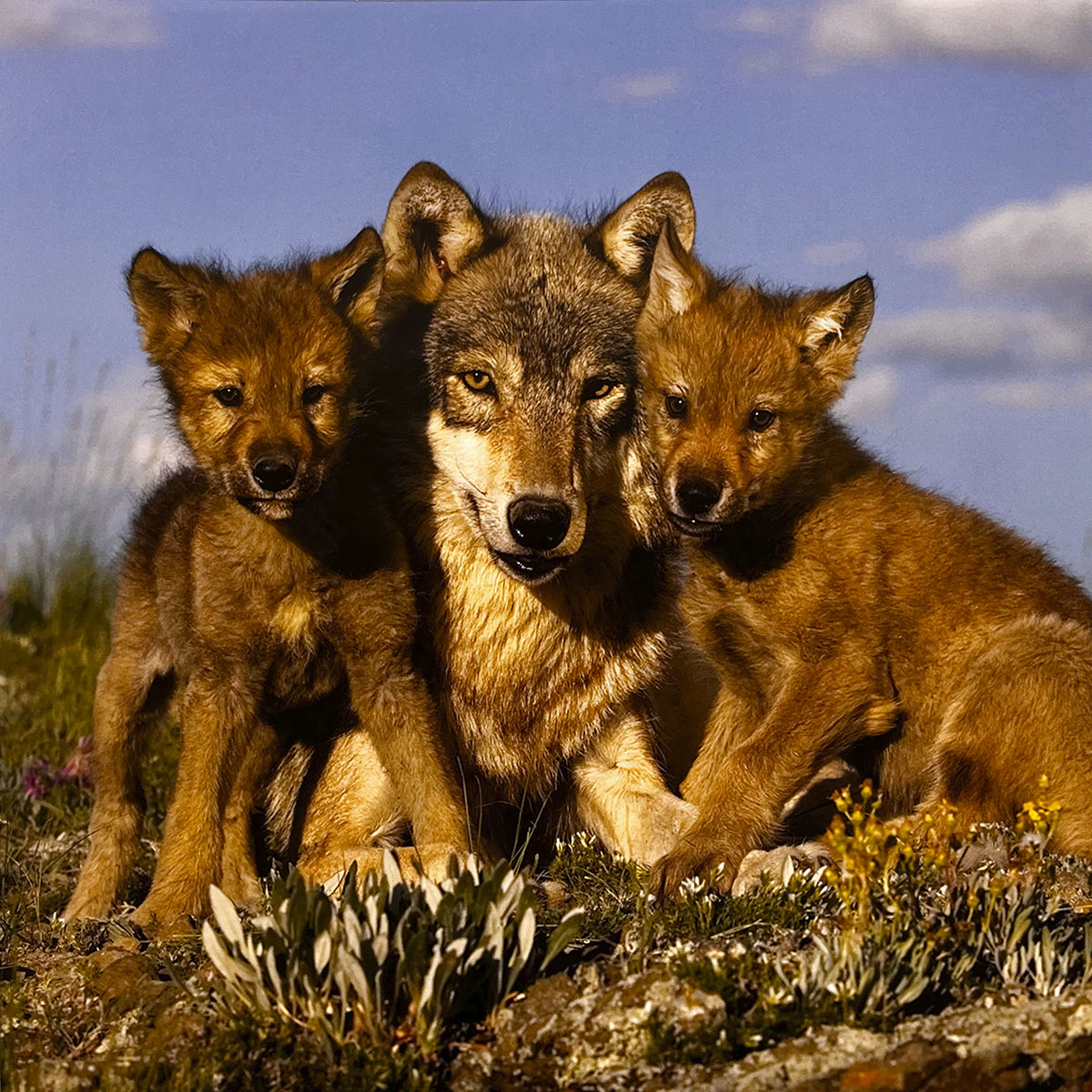 Heartwarming scene of an adult wolf proudly sitting with two young wolf pups, creating a touching family portrait in a natural outdoor setting.