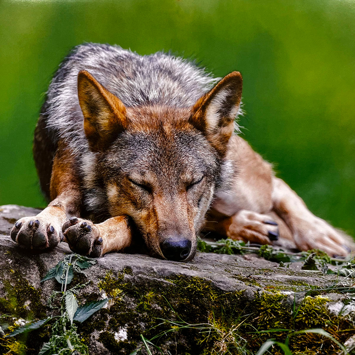 Peaceful image of a grey wolf sleeping soundly on a moss-covered rock, showcasing its calm demeanor and natural habitat.