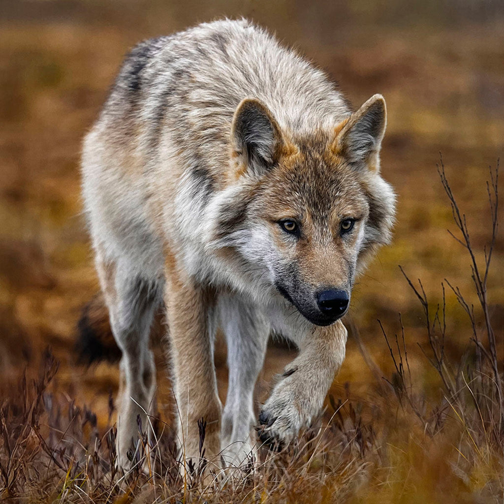 Vigilant wolf with light fur, walking cautiously through dry, golden tall grasses, its gaze focused and intense. Perfect for a wildlife photography calendar.