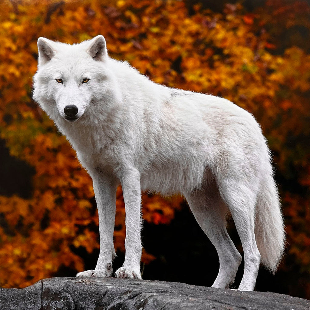 Magnificent white wolf standing majestically on a rock formation, with a vibrant autumn forest backdrop of orange and red leaves. A breathtaking seasonal image.