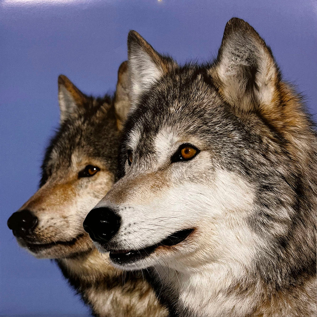 Two formidable grey wolves in a side-by-side profile view, with striking amber eyes against a clear blue sky, emphasizing their pack bond.