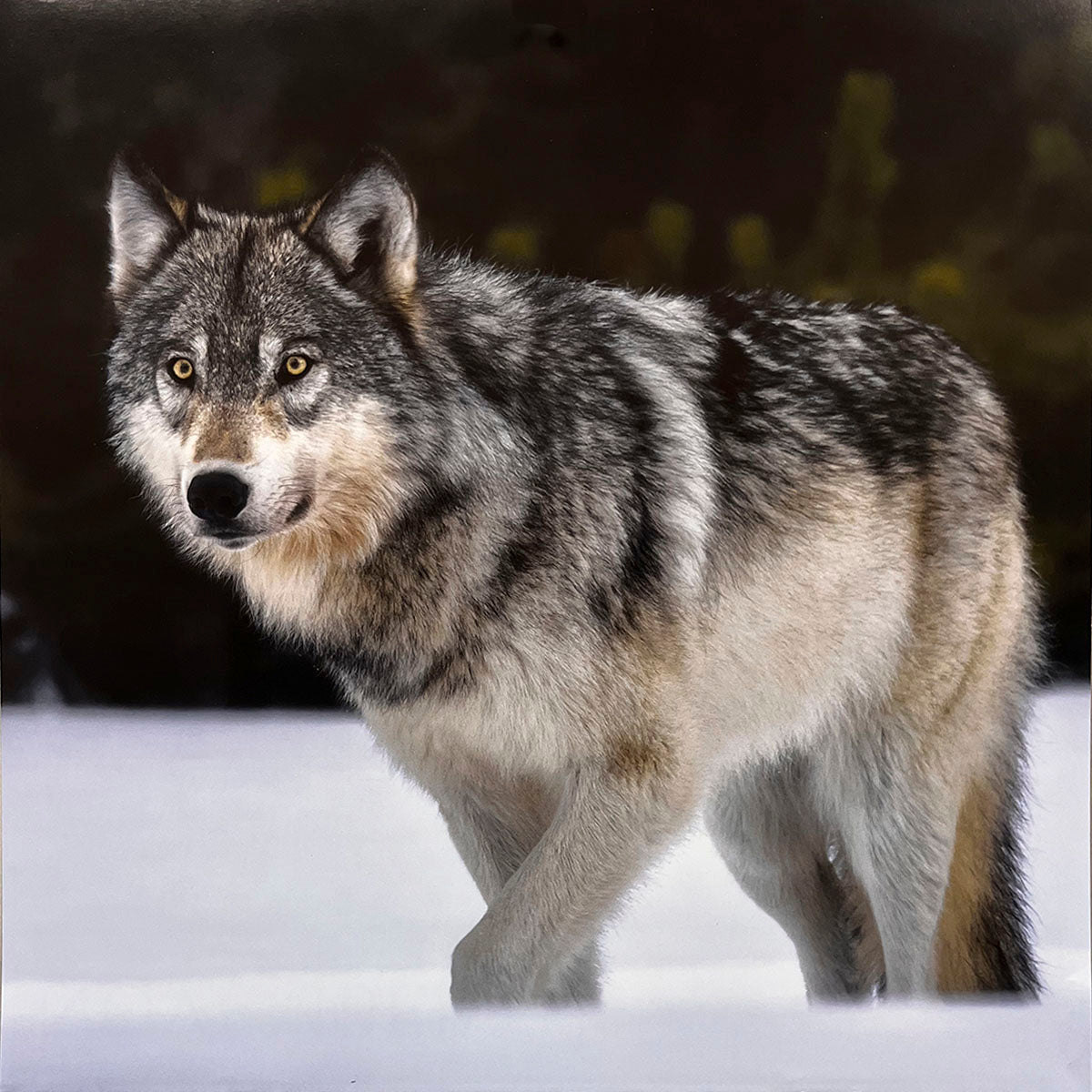 Powerful grey wolf standing alert in a snowy landscape, turning to look directly at the viewer, its presence commanding. Dynamic winter scene for a calendar.