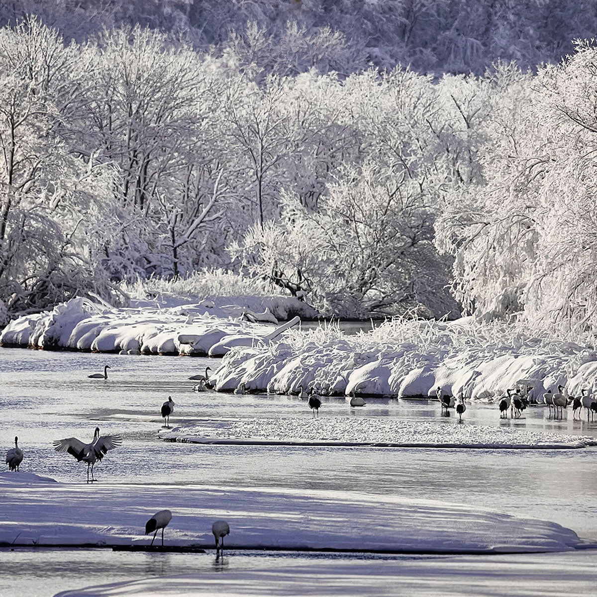Serene winter landscape with snow-covered trees lining a frozen river, featuring several cranes wading in the icy water.