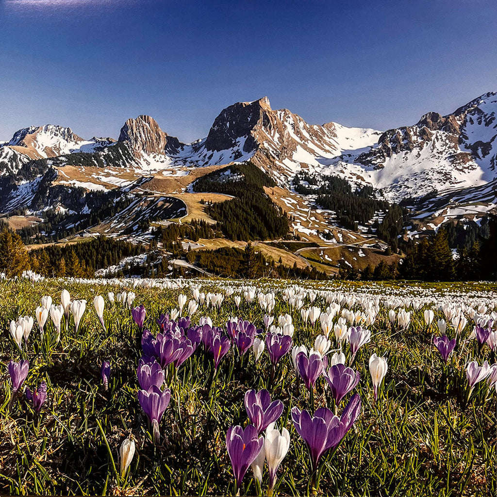 Vibrant field of white and purple crocuses blooming at the base of majestic snow-capped mountains under a clear blue sky.