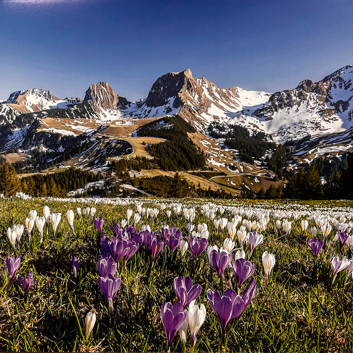 Vibrant field of white and purple crocuses blooming at the base of majestic snow-capped mountains under a clear blue sky.