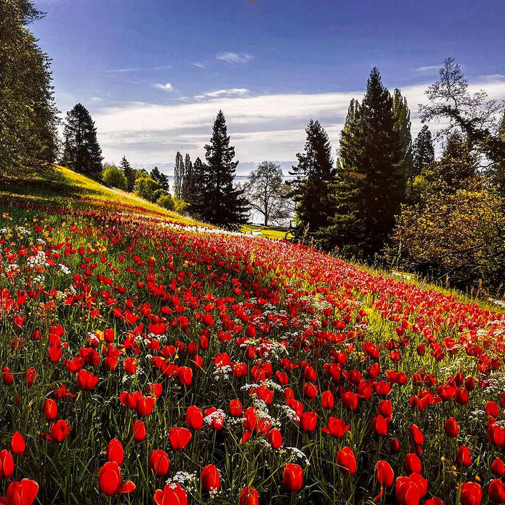 Rolling hillside covered in a brilliant red tulip field, with tall green trees and a tranquil lake visible in the background under a blue sky.
