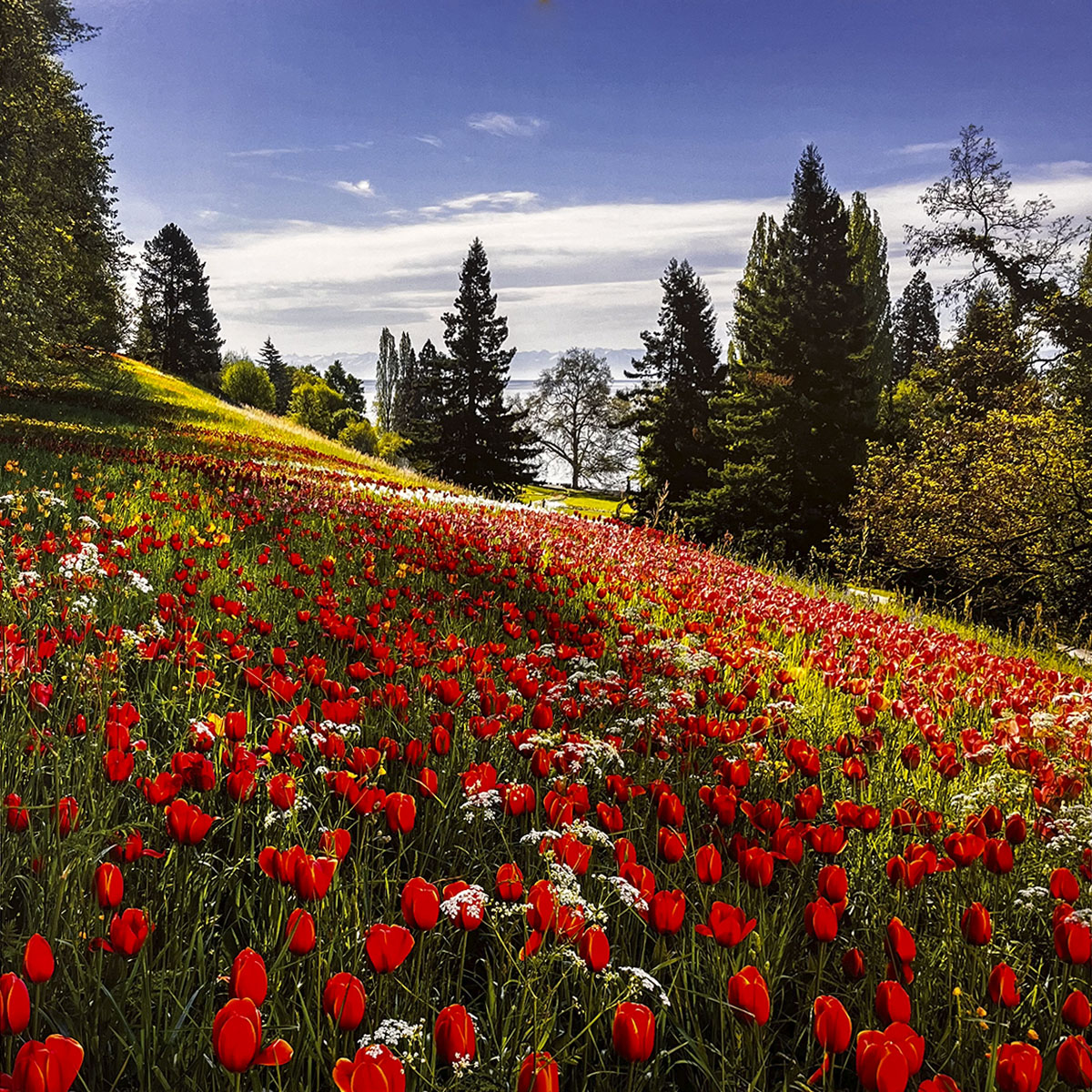 Rolling hillside covered in a brilliant red tulip field, with tall green trees and a tranquil lake visible in the background under a blue sky.
