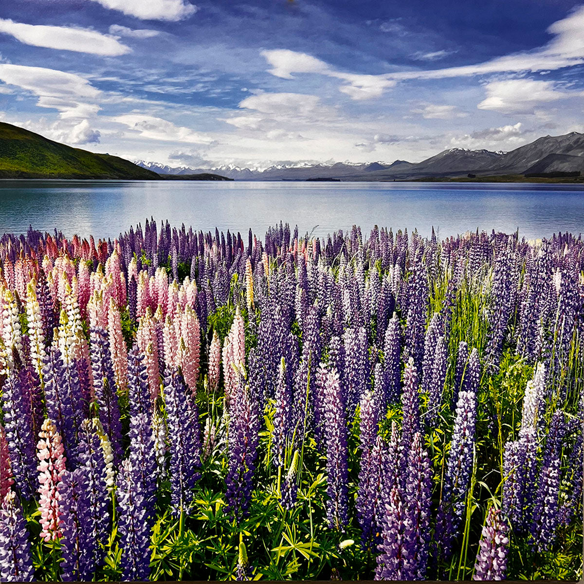 Stunning field of pink and purple lupine flowers by the edge of a serene blue lake, with distant snow-capped mountains under a partly cloudy sky.