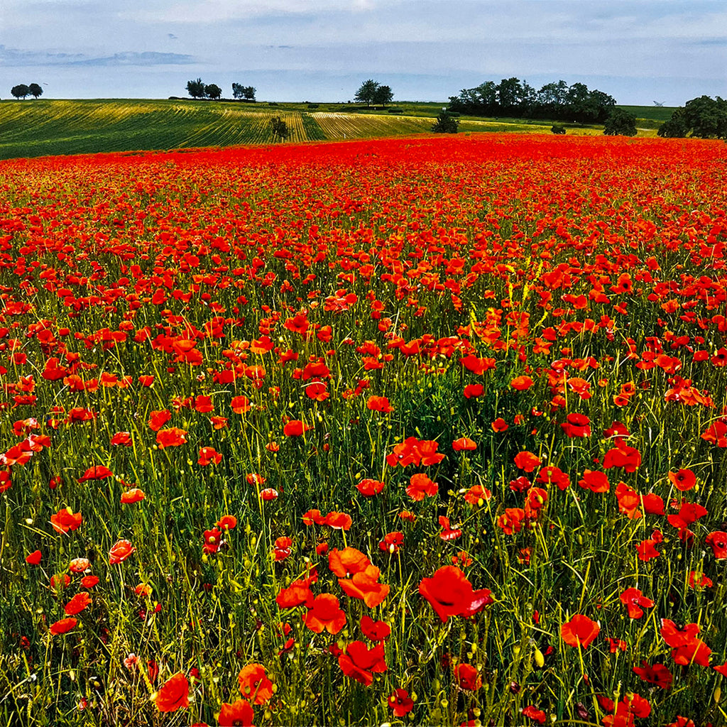 Expansive field of bright red poppies with green stalks, stretching towards a distant green landscape under a partly cloudy sky.