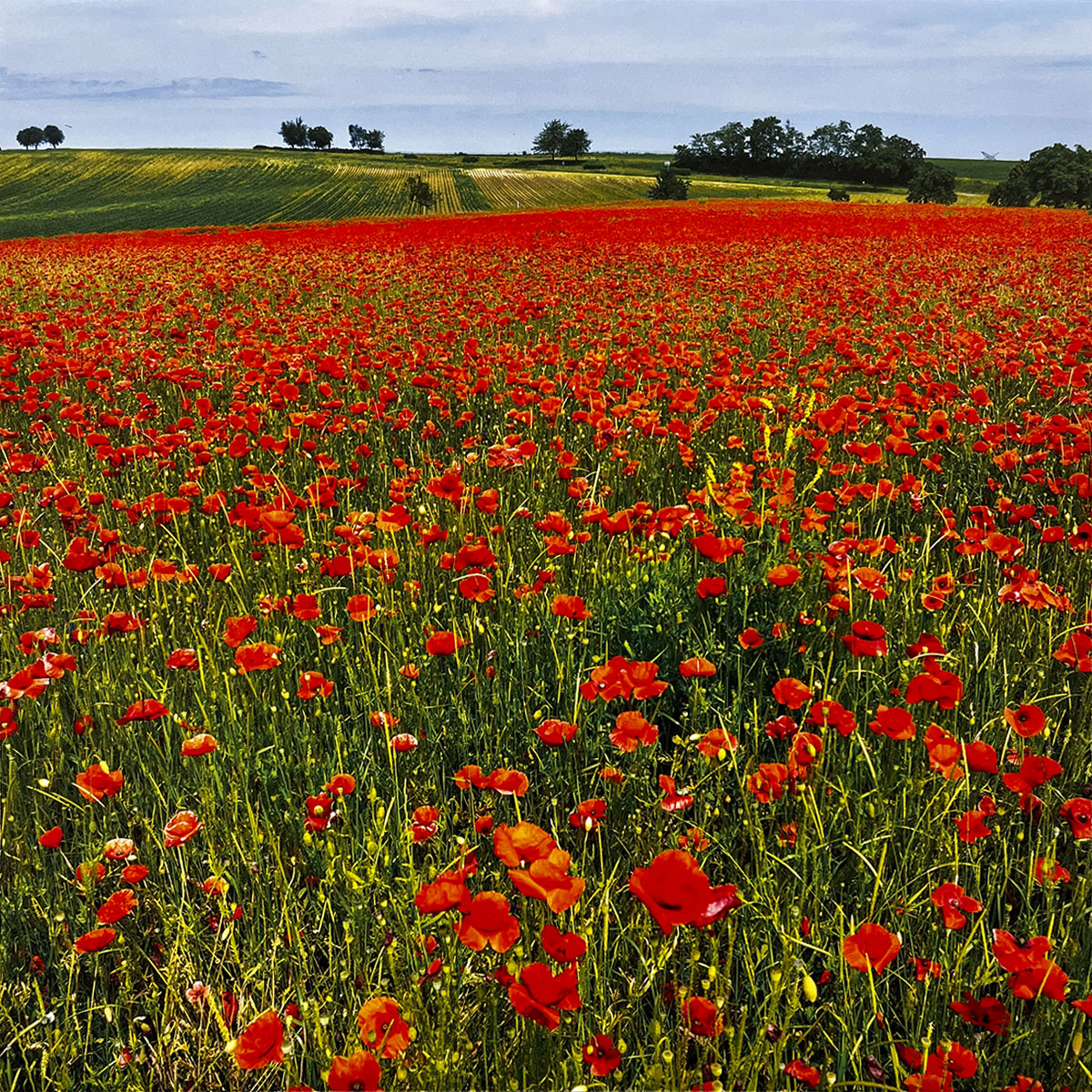 Expansive field of bright red poppies with green stalks, stretching towards a distant green landscape under a partly cloudy sky.
