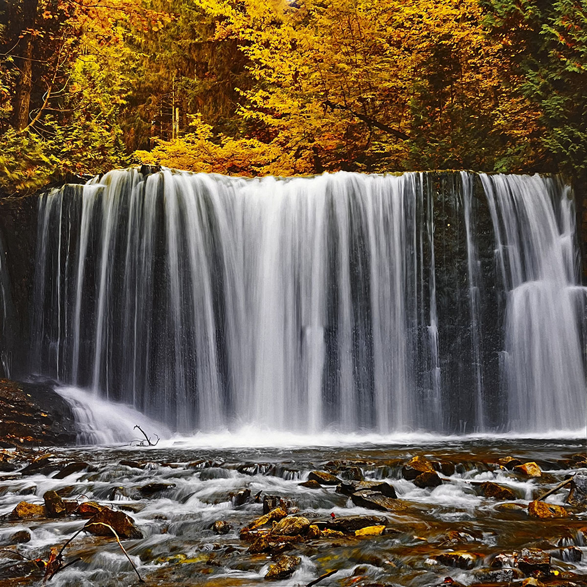 Spectacular waterfall surrounded by golden autumn foliage, cascading over rocks into a clear stream, showcasing seasonal beauty.