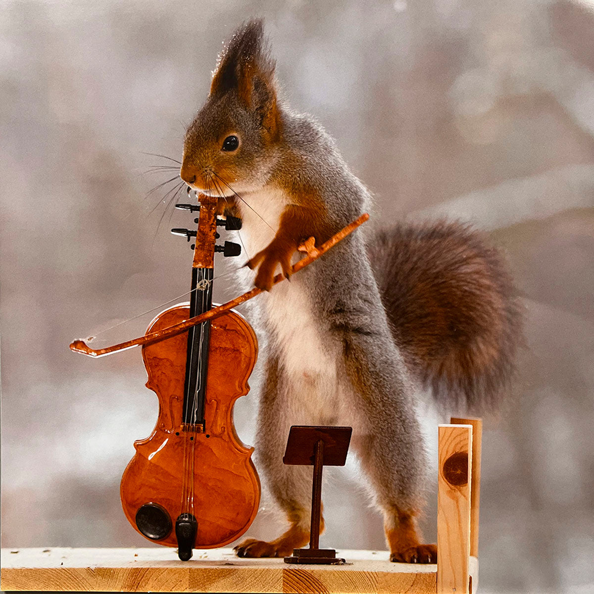 An adorable squirrel standing upright, expertly playing a miniature violin with a bow and music stand, a delightful image for a unique wall calendar.