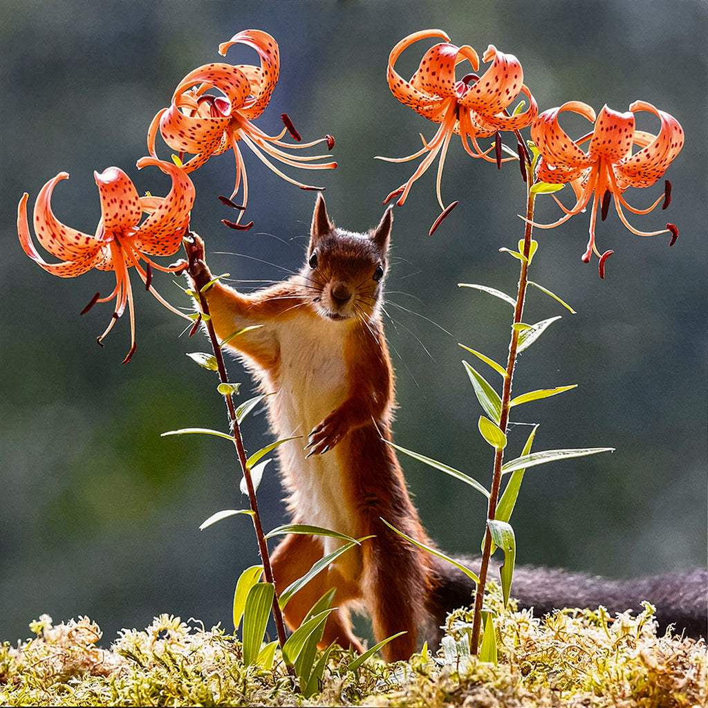 A captivating squirrel standing tall amidst vibrant orange tiger lilies, showcasing nature's beauty and a playful spirit for a nature-themed calendar month.