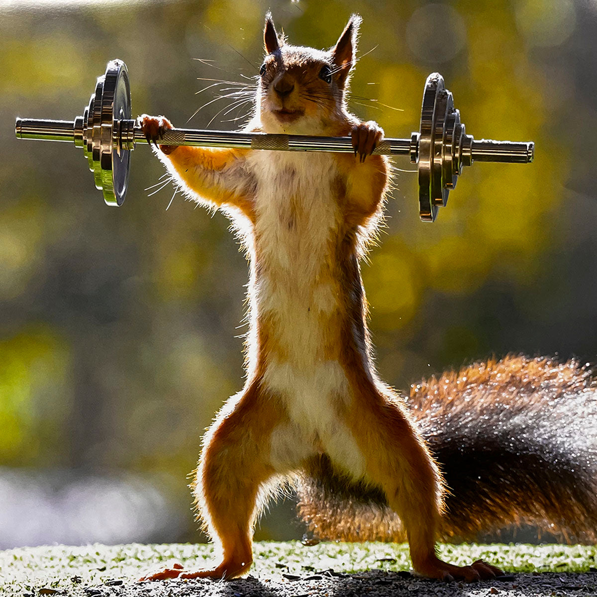 A strong and determined squirrel proudly lifting a miniature barbell overhead, a humorous and encouraging image for a fitness or motivational themed month in a calendar.