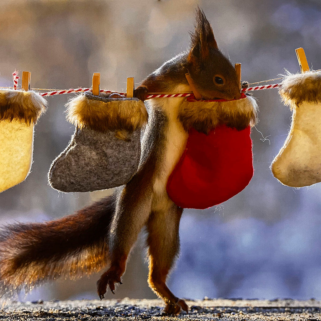A diligent squirrel hanging miniature Christmas stockings on a clothesline with tiny clothespins, a festive and cute scene perfect for a holiday-themed calendar month.
