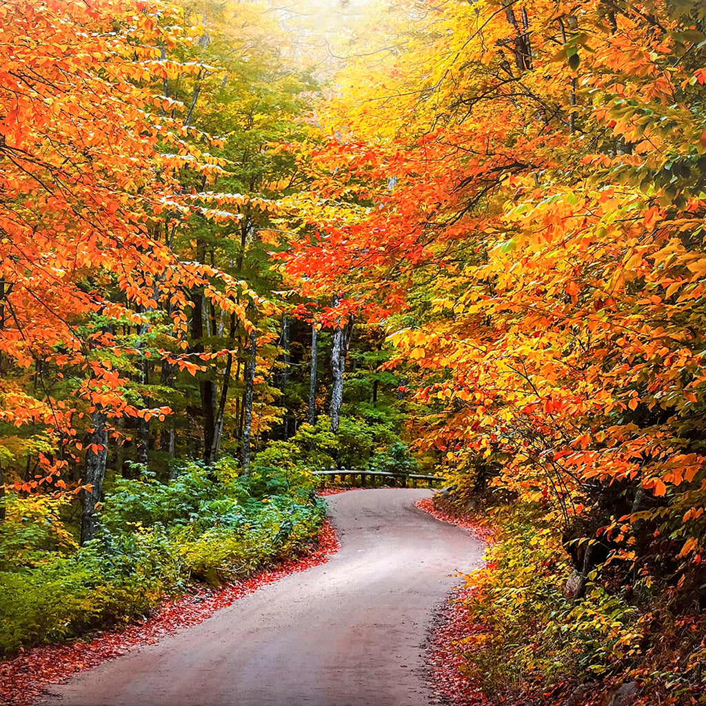 Narrow, winding dirt path through a dense forest ablaze with brilliant orange and yellow autumn leaves, creating a tunnel of vibrant fall colors.