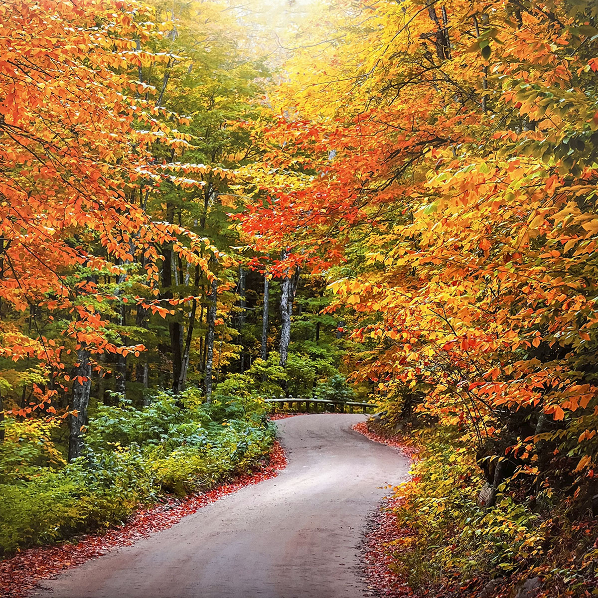 Narrow, winding dirt path through a dense forest ablaze with brilliant orange and yellow autumn leaves, creating a tunnel of vibrant fall colors.