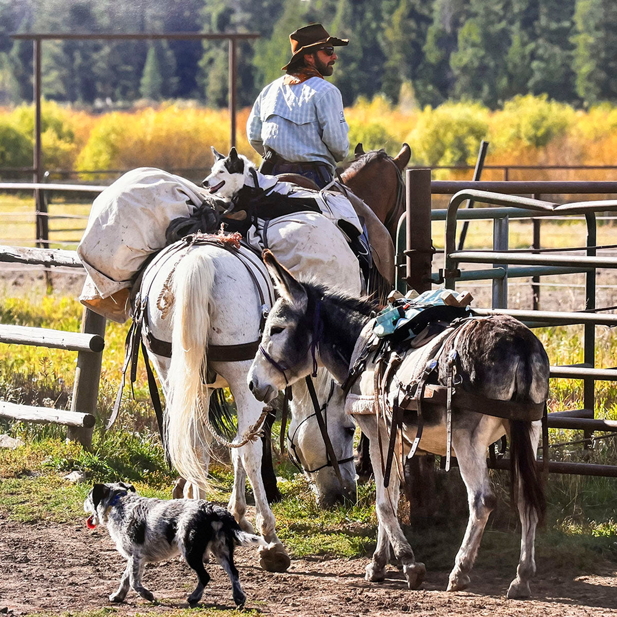 Cowboy on horseback with pack horses and a dog in a rustic corral setting, surrounded by autumn trees, capturing Western trail life.