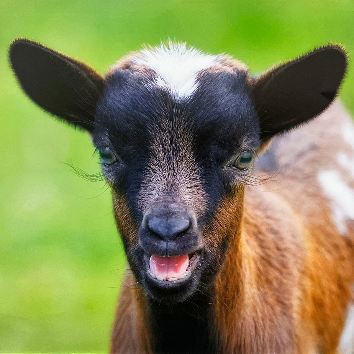 Close-up of an adorable brown and black baby goat with white face markings, mouth slightly open, against a blurred green background.