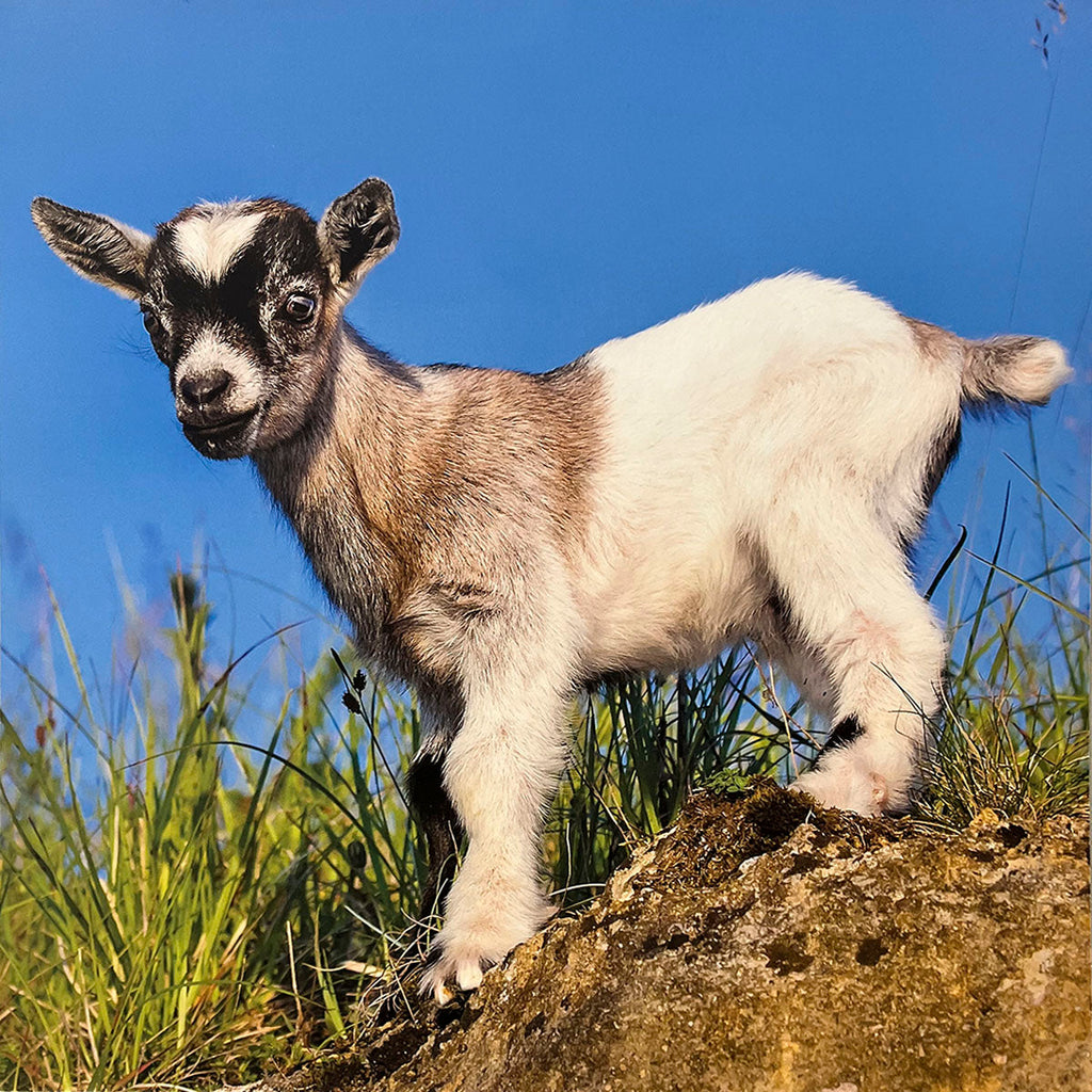 Cute white and brown baby goat standing proudly on a rocky mound under a bright blue sky, looking playful.