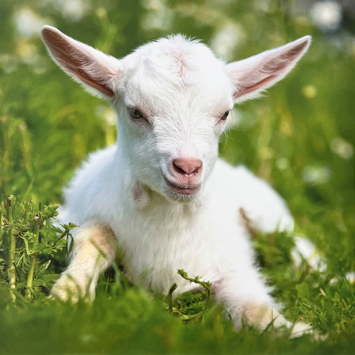 Peaceful fluffy white baby goat resting in a field of vibrant green grass, eyes partially closed, looking sweet.