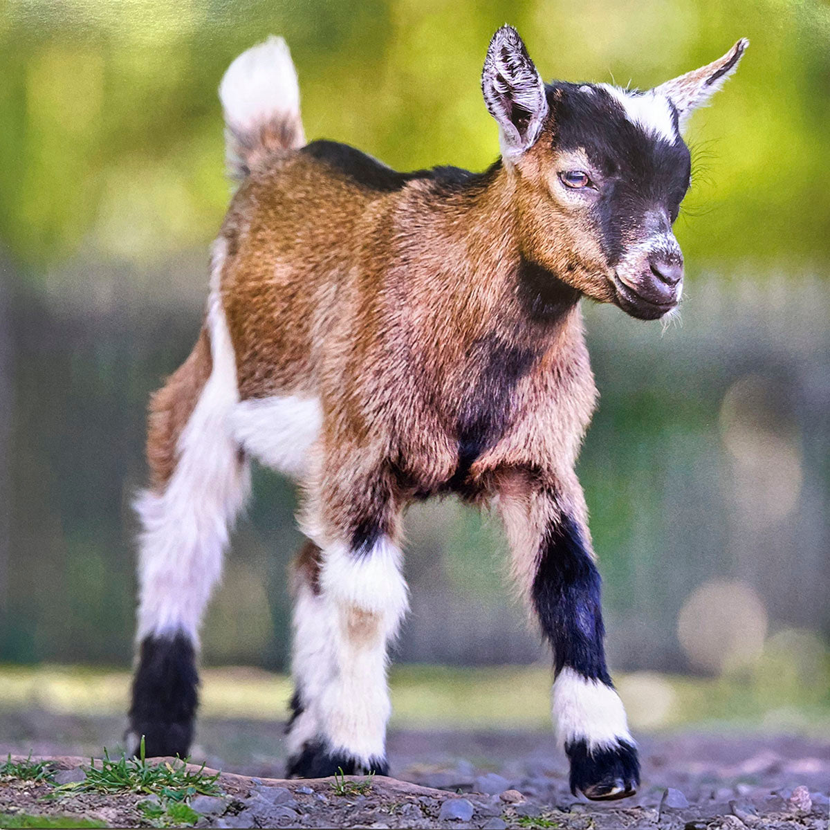 Tiny brown, black, and white baby goat with striking markings, captured mid-stride on a path with a soft green background, looking inquisitive.
