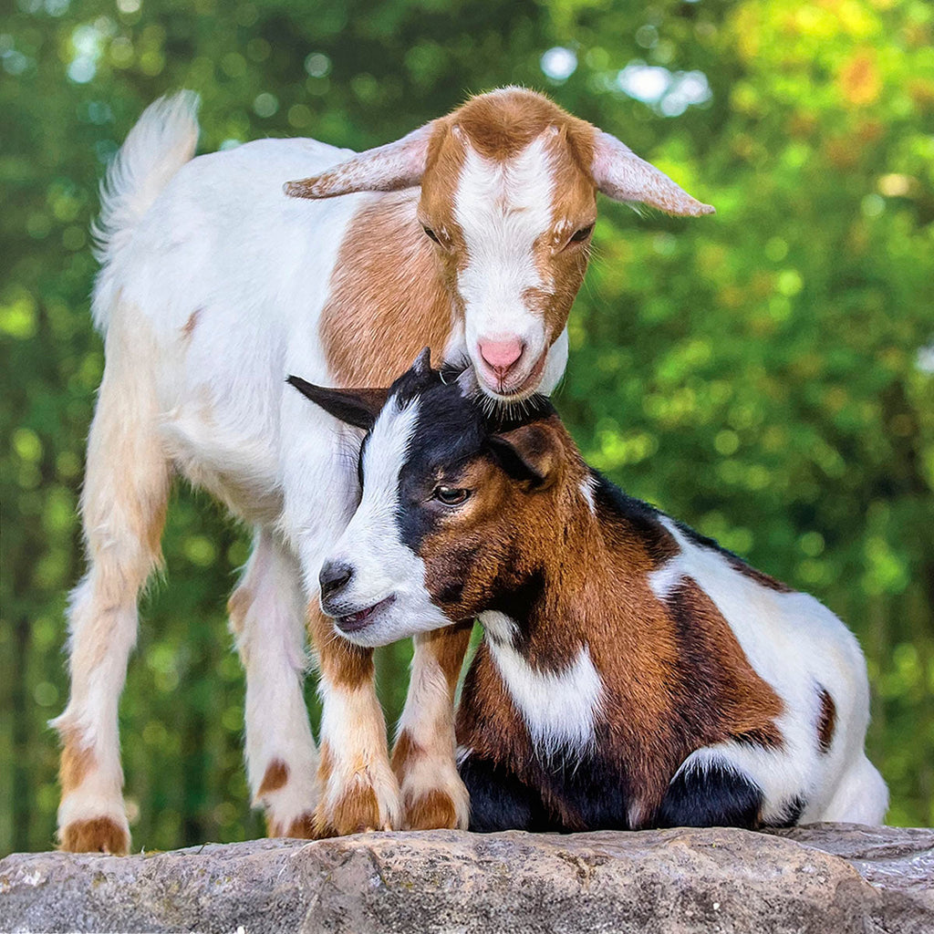 Two adorable baby goats, one standing white and brown, the other lying down brown, black, and white, resting together on a large rock.