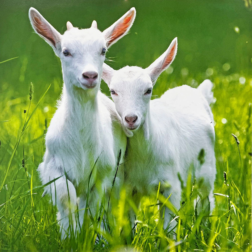 Pair of innocent white baby goats standing alert in lush green grass, looking directly at the camera.