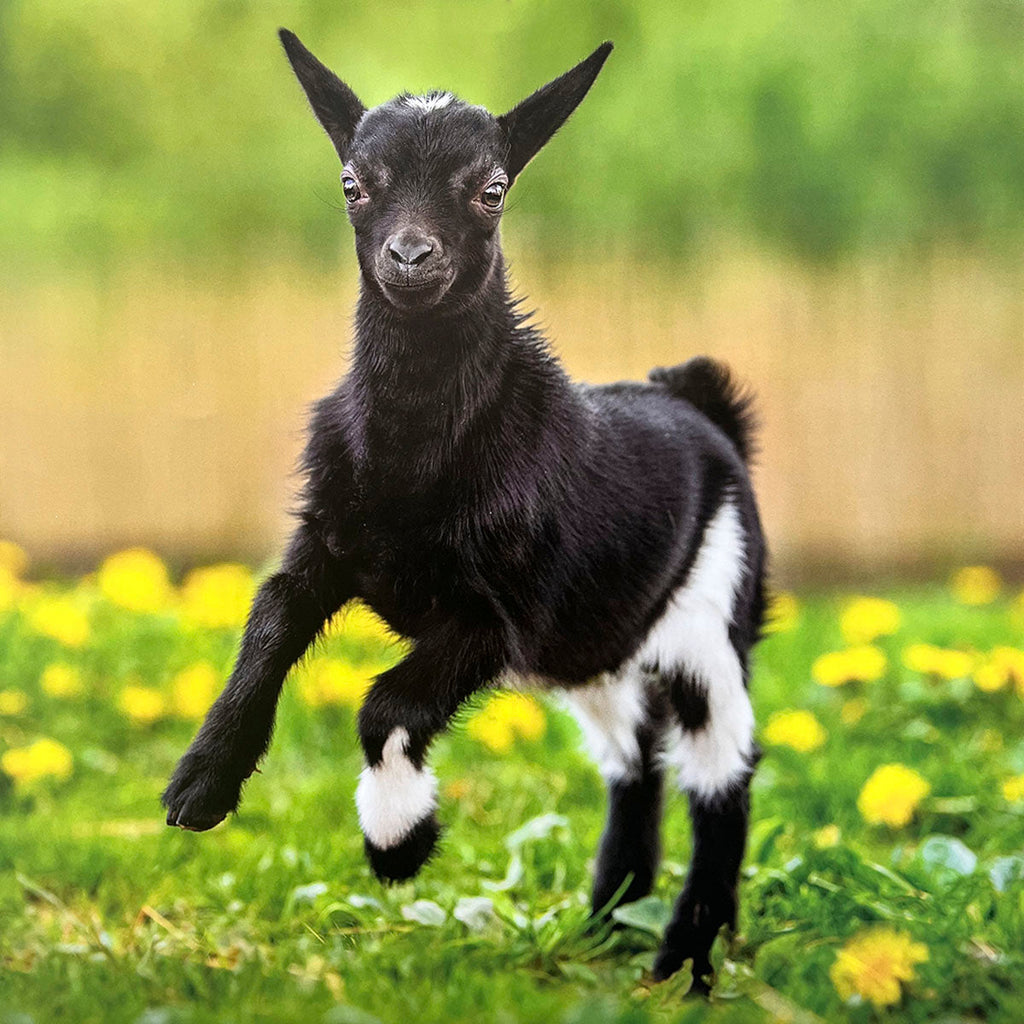 Energetic black and white baby goat mid-leap in a sunny field dotted with yellow dandelions, showcasing its playful spirit.