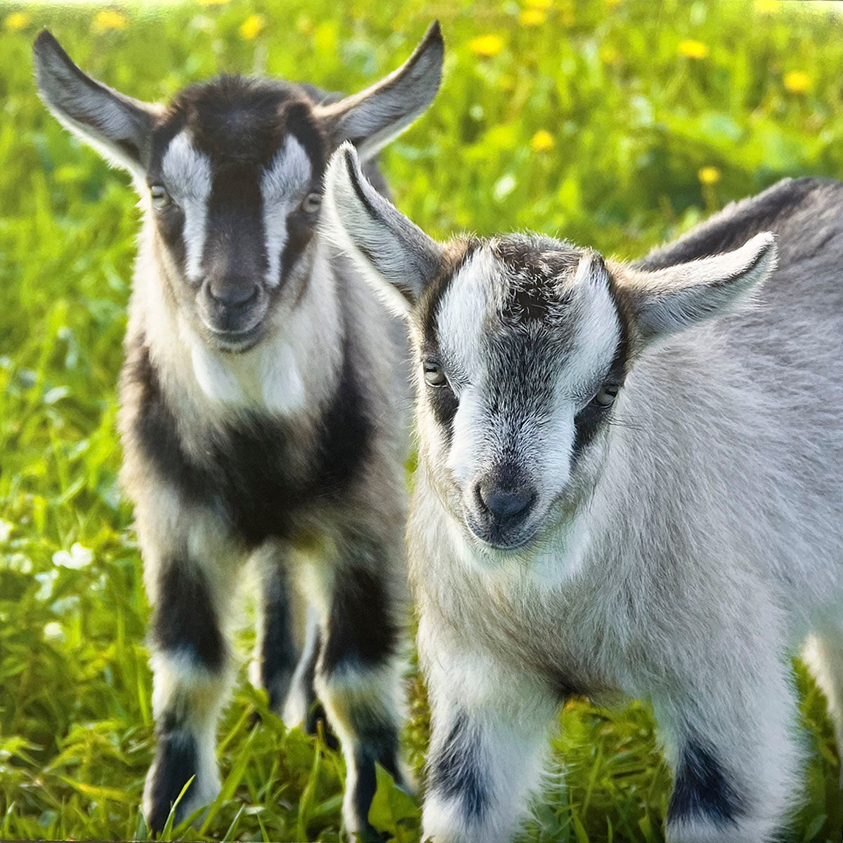 Two charming speckled grey and black baby goats standing close in a field of green grass, with gentle expressions.