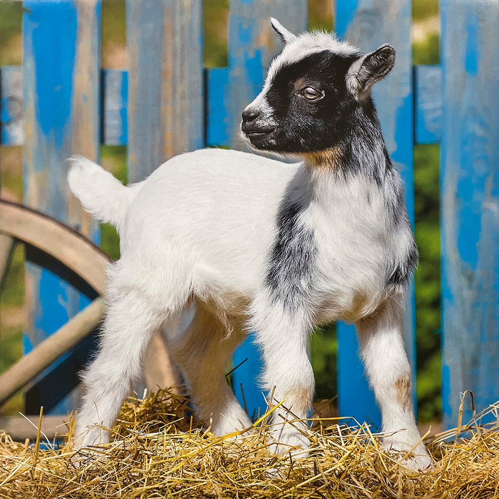 Sweet white baby goat with black head markings standing on a bed of hay against a vibrant blue wooden fence, looking curious.