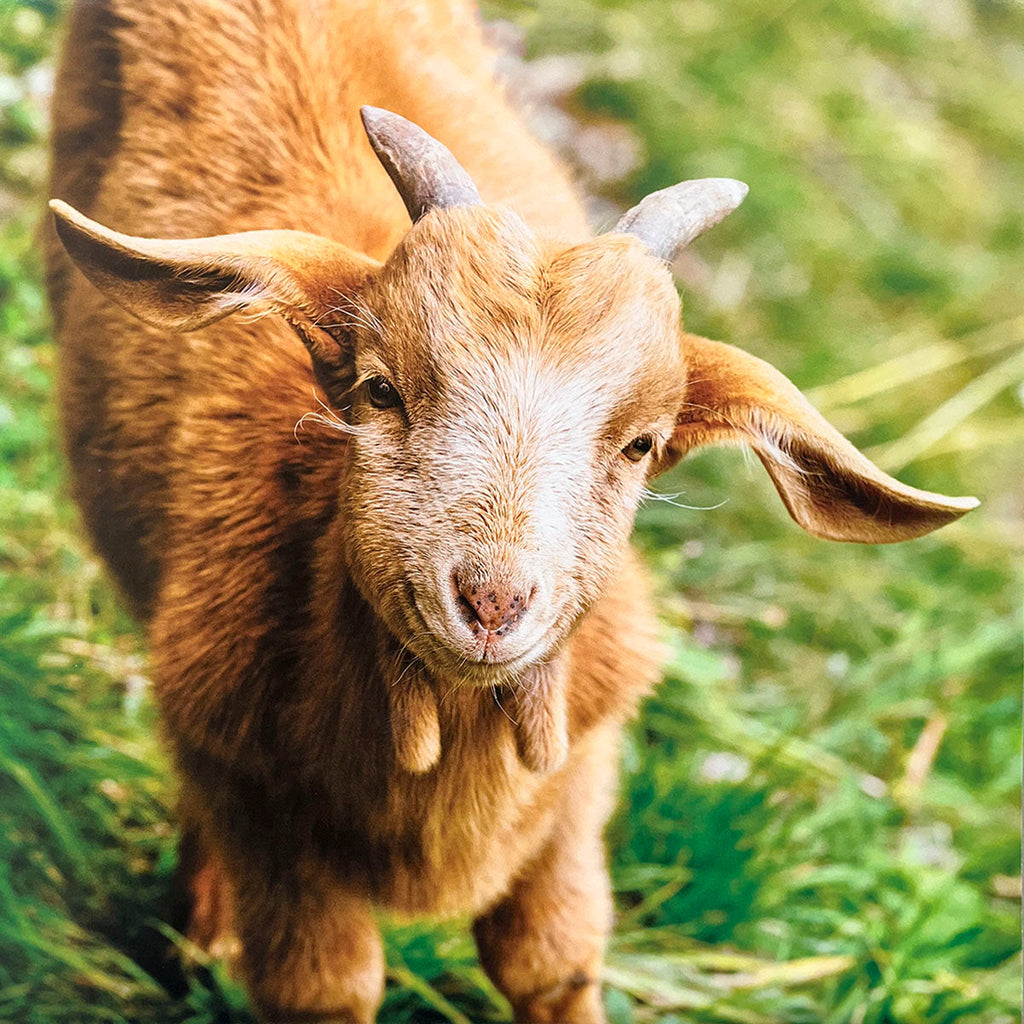 Friendly brown baby goat with emerging horns and floppy ears, looking up with a soft smile in a grassy pasture.