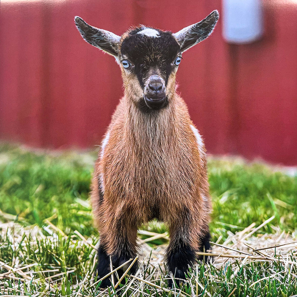 Captivating brown and black baby goat with mesmerizing blue eyes, standing on straw in front of a rustic red barn wall, looking innocent.